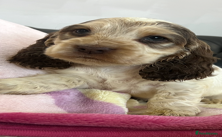 Cocker Spaniel dogs - Advert 2