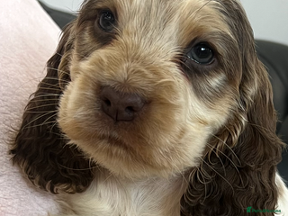 Cocker Spaniel dogs - Advert 6