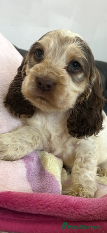 Cocker Spaniel dogs - Advert 2