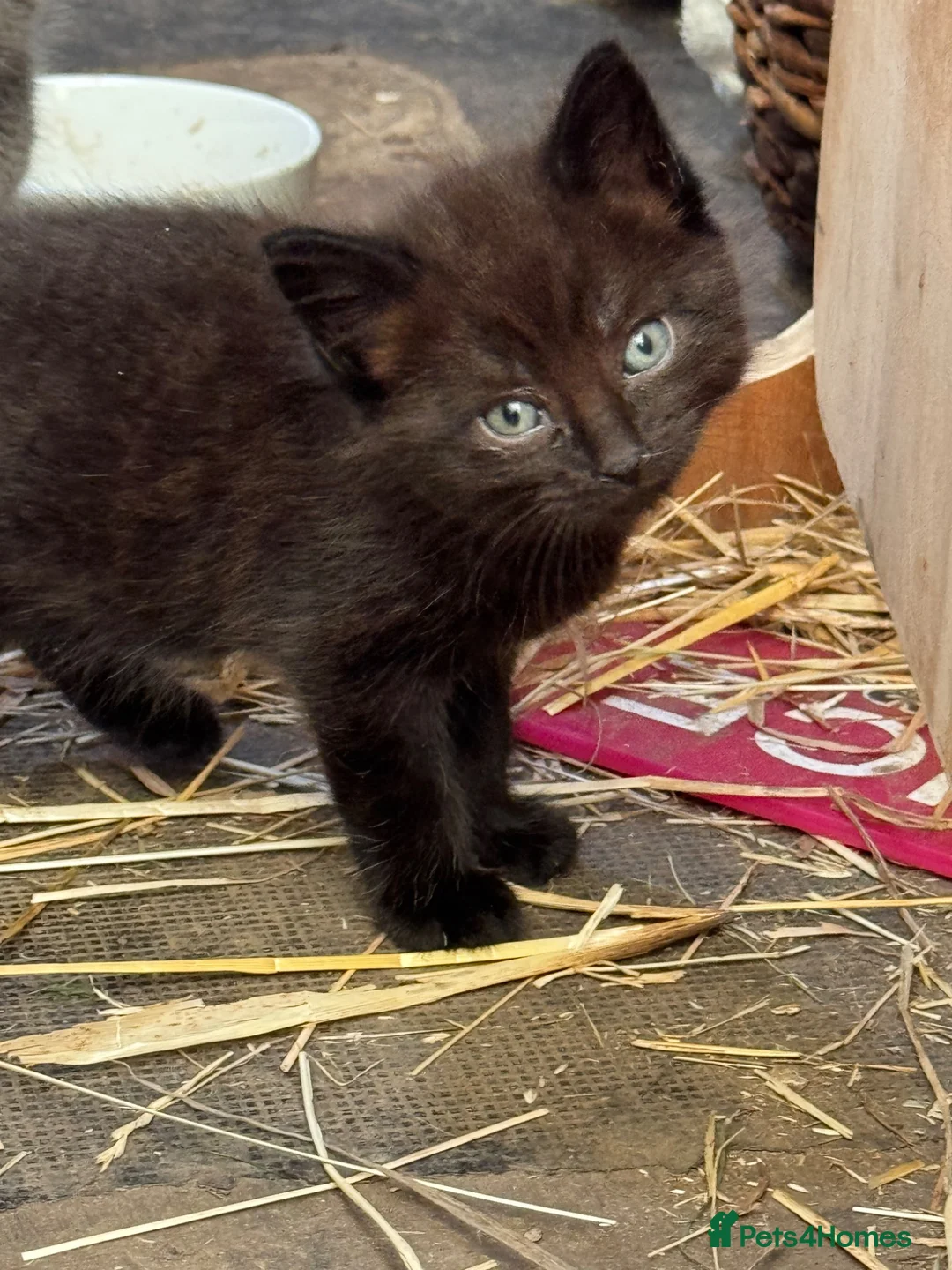 Mixed Breed cats for sale: Stunning kittens available to the best of homes  - Advert 2