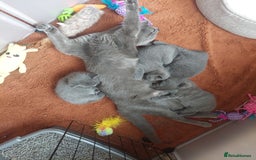 British Shorthair cats for sale: Beautiful grey kittens - ready from 14/9/25 - Image 5