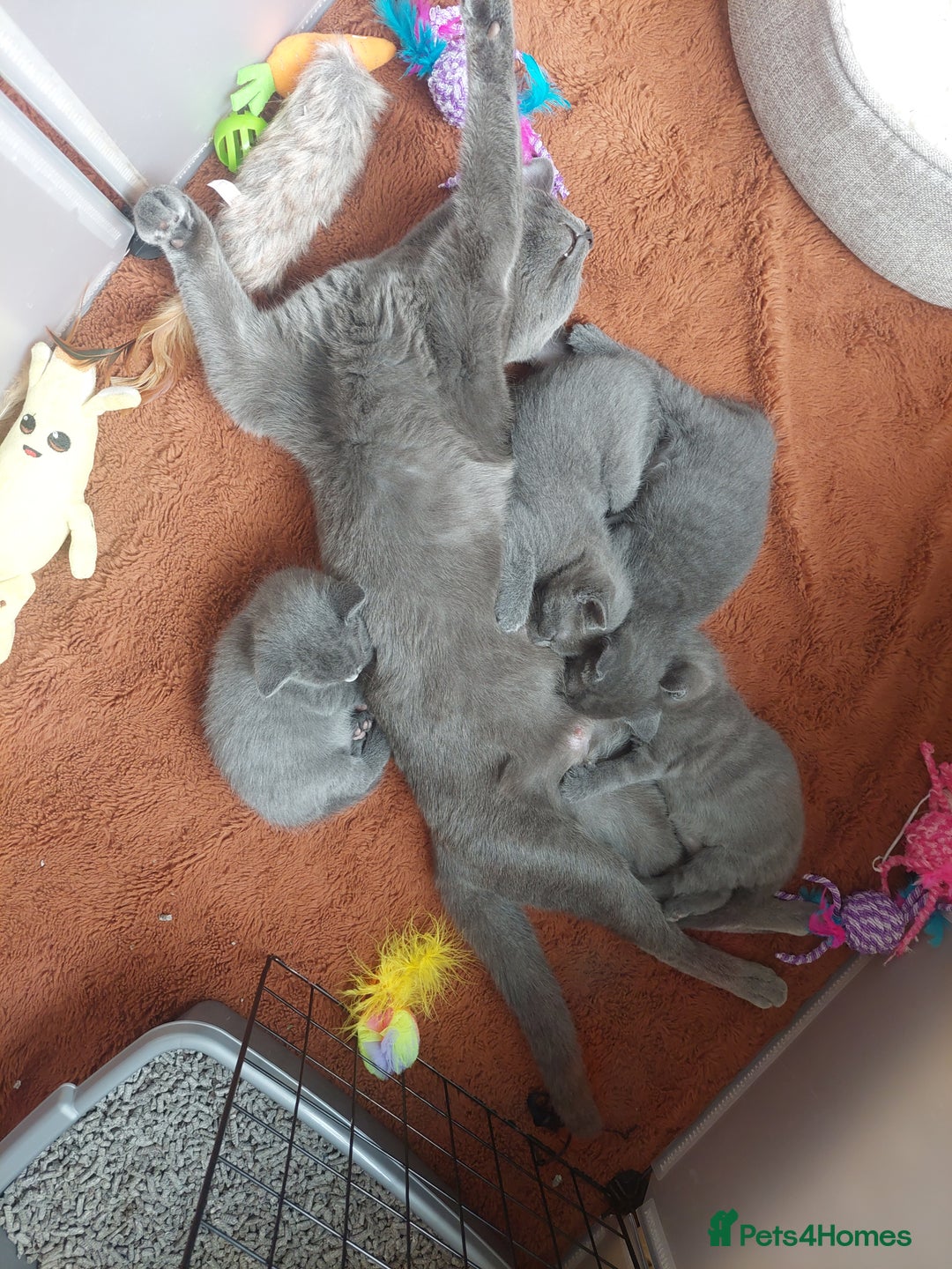 British Shorthair cats for sale: Beautiful grey kittens - ready from 14/9/25 - Image 5