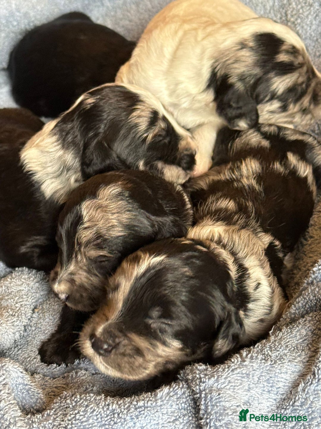 Sproodle dogs for sale: Merle F1 Sproodles 5⭐️Licenced Breeder full DNA - Advert 1