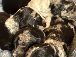 Sproodle dogs Merle F1 Sproodles 5⭐️Licenced Breeder full DNA - Advert 13