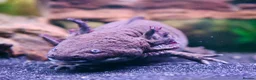 Axolotl reptiles for sale: Two female Axolotls  in West Molesey - Advert 5