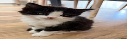 Mixed Breed cats for sale: 4 little kittens on sale in Chelmsford - Advert 19