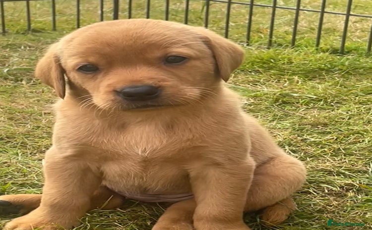 Labrador Retriever dogs - Advert 6