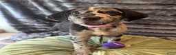 Mixed Breed dogs for sale: Border Collie- Blue Merle x Hungarian Vizsla  - Advert 26