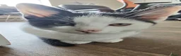 Mixed Breed cats for sale: Urgent: loving cats looking for forever homes  - Advert 4