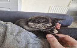 Selkirk Rex cats for sale: Pedigree Selkirk rex  kittens ready now  in Burnham-on-Sea - Image 9