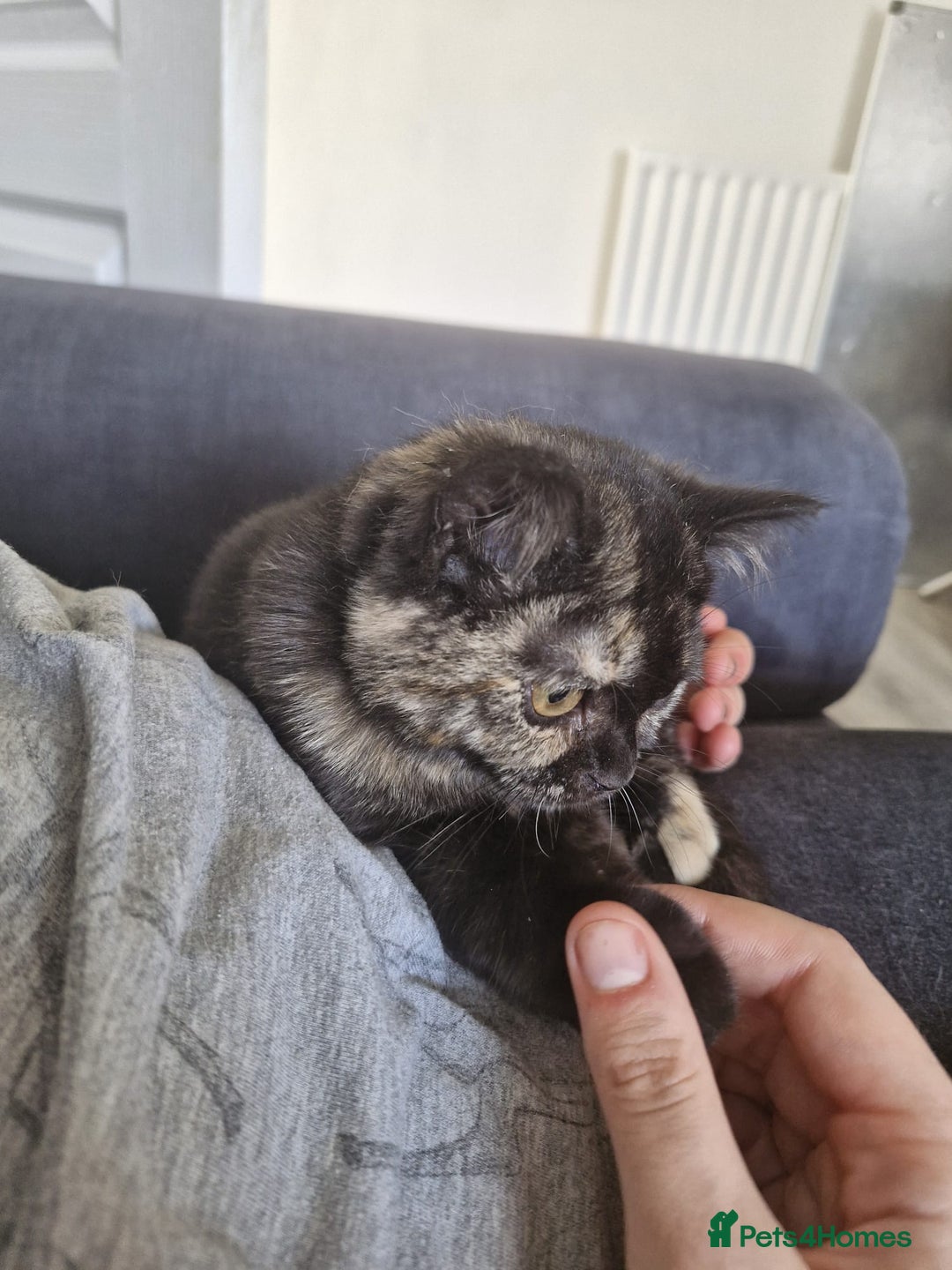 Selkirk Rex cats for sale: Pedigree Selkirk rex  kittens ready now  in Burnham-on-Sea - Image 9