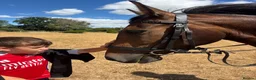 Connemara horses for sale: Safe pc pony / show or cracking alrounder - Advert 14