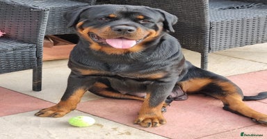 Rottweiler dogs - Advert 10