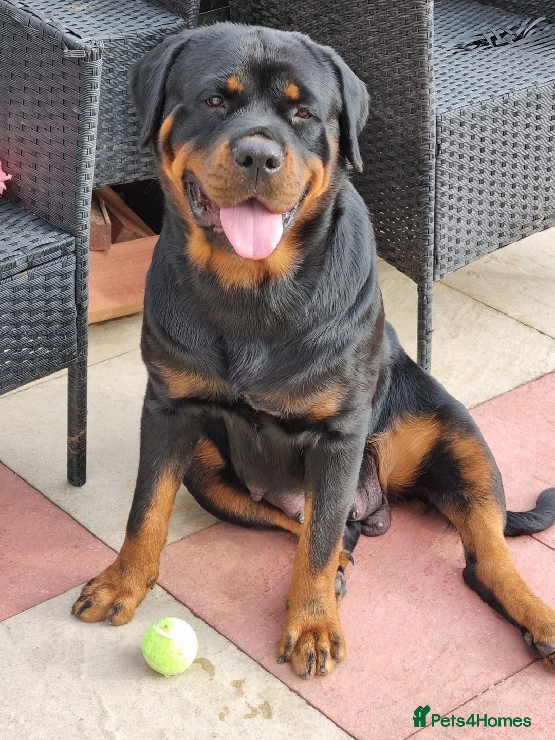 Rottweiler dogs for sale: Kc rottweiler puppies  - Image 2