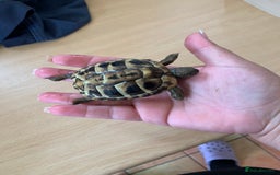 Hermann Tortoise reptiles for sale: Two year old and one year old hermann tortoises  - Image 2