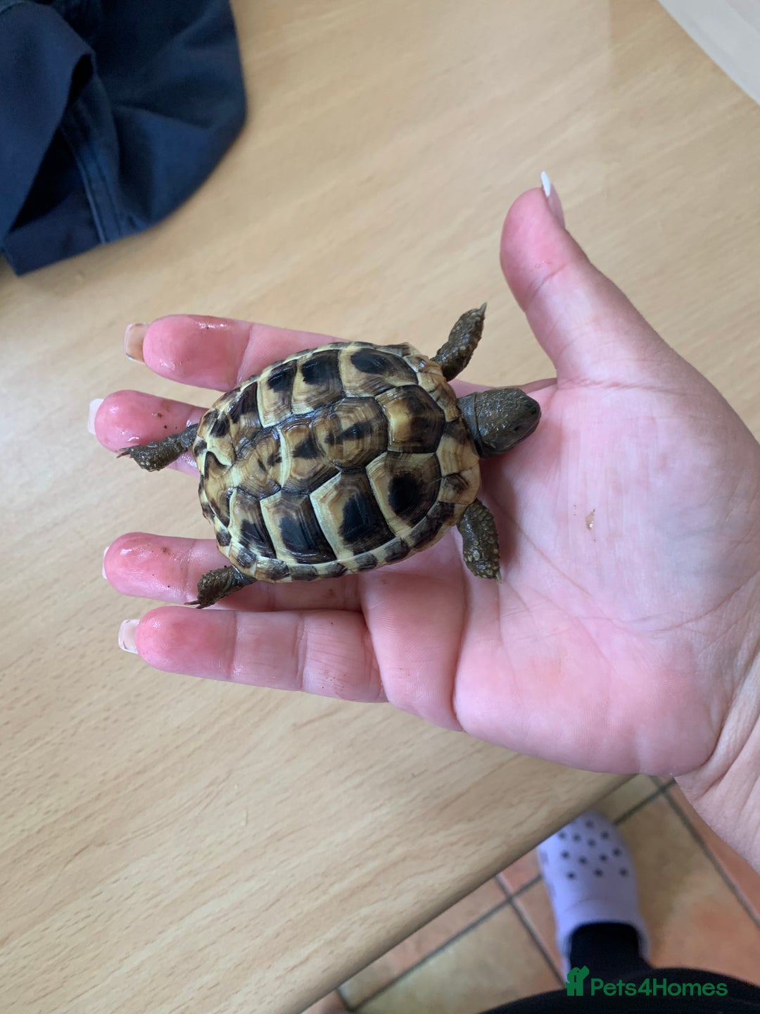 Hermann Tortoise reptiles for sale: Two year old and one year old hermann tortoises  - Image 2