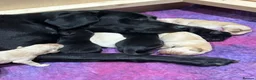Labrador Retriever dogs for sale: Beautiful boy Labrador puppies  in Kettering - Advert 6