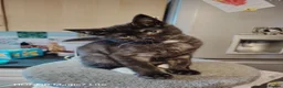 Mixed Breed cats for sale: Black smoke mix kitten in Salisbury - Advert 3