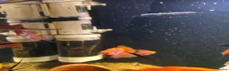Other/Mixed Breed fish for sale: 55ltr Freshwater Fish Tank with Supplies in Birkenhead - Advert 2