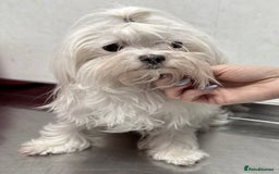 Maltese dogs for adoption: Crystal: The Little Dog Who Survived - Image 3