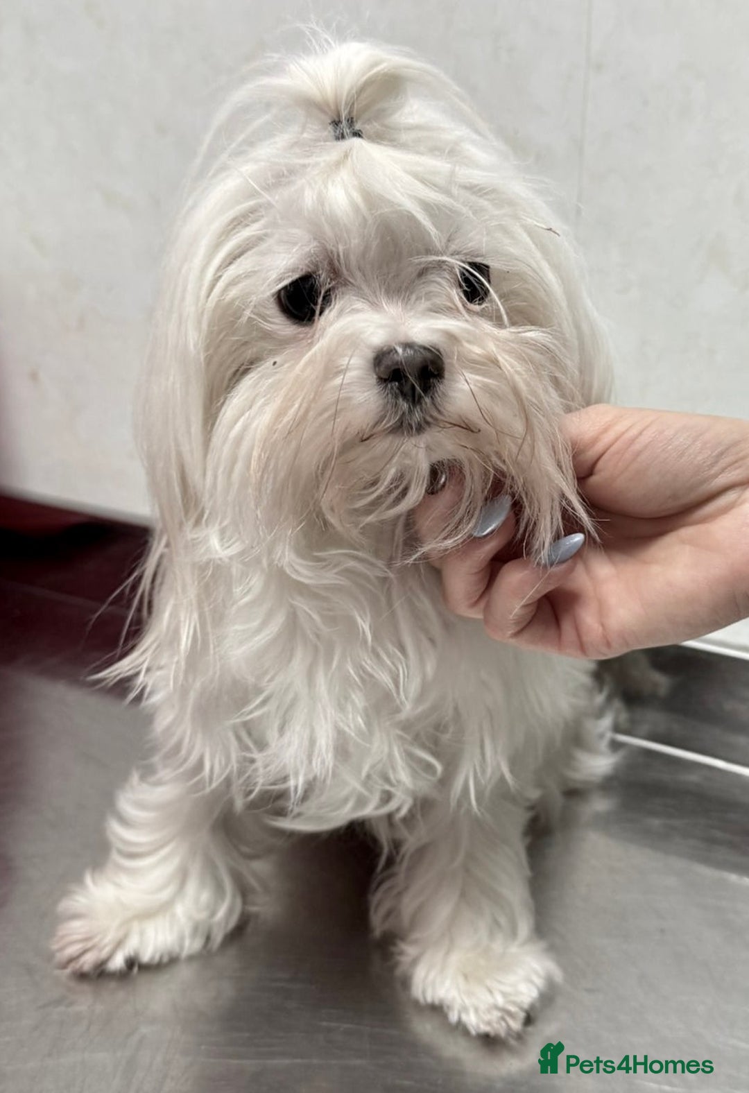 Maltese dogs for adoption: Crystal: The Little Dog Who Survived - Image 3