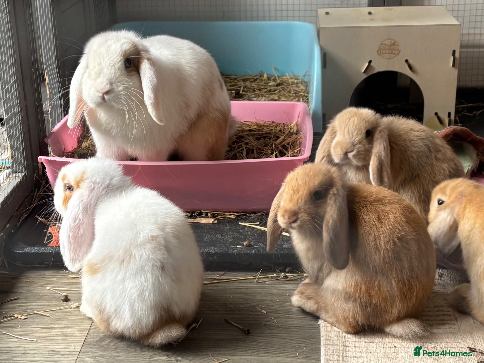 Mini Lop rabbits Brother & Sister left - indoor homes only  - Advert 1
