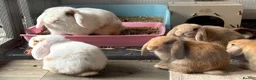 Mini Lop rabbits for sale: These indoor bunnies now reserved - Advert 1