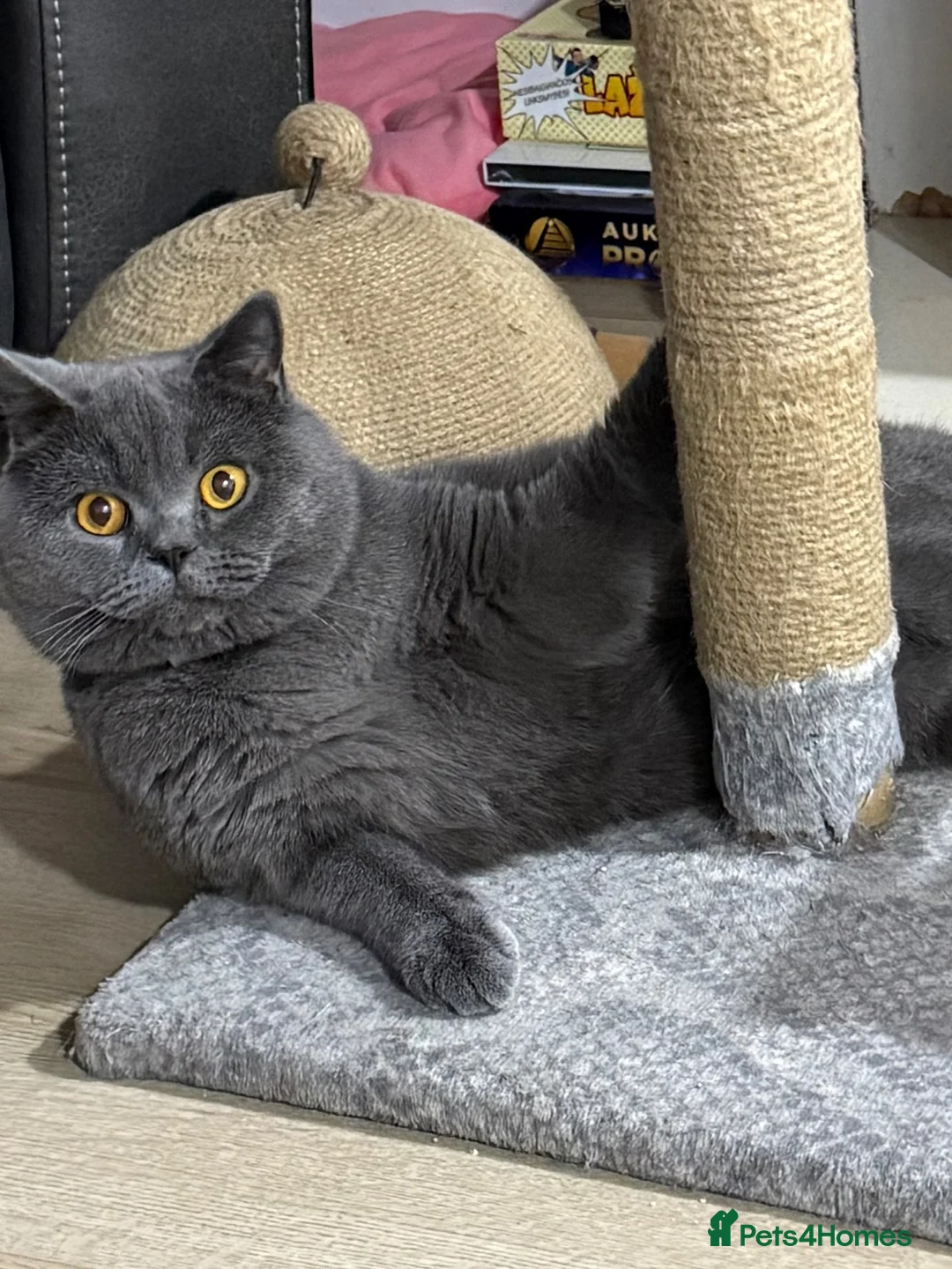 British Shorthair cats for sale: British shorthair kittens Ready Now - Advert 13