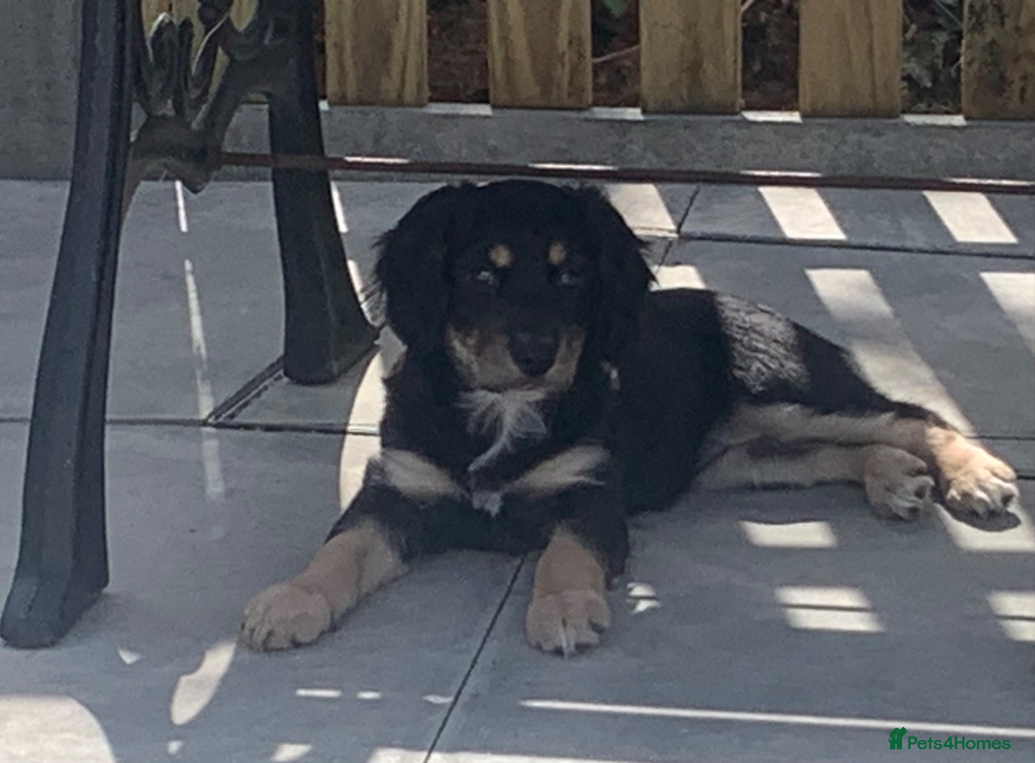 Mixed Breed dogs A* Sprollie Pups  - Advert 1