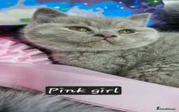 British Shorthair cats for sale: British short hair kittens - Advert 14