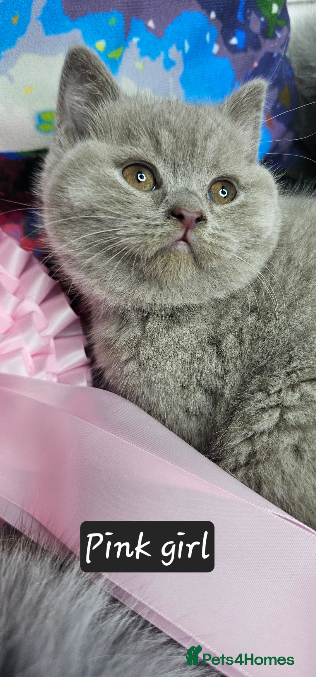 British Shorthair cats for sale: British short hair kittens - Advert 14