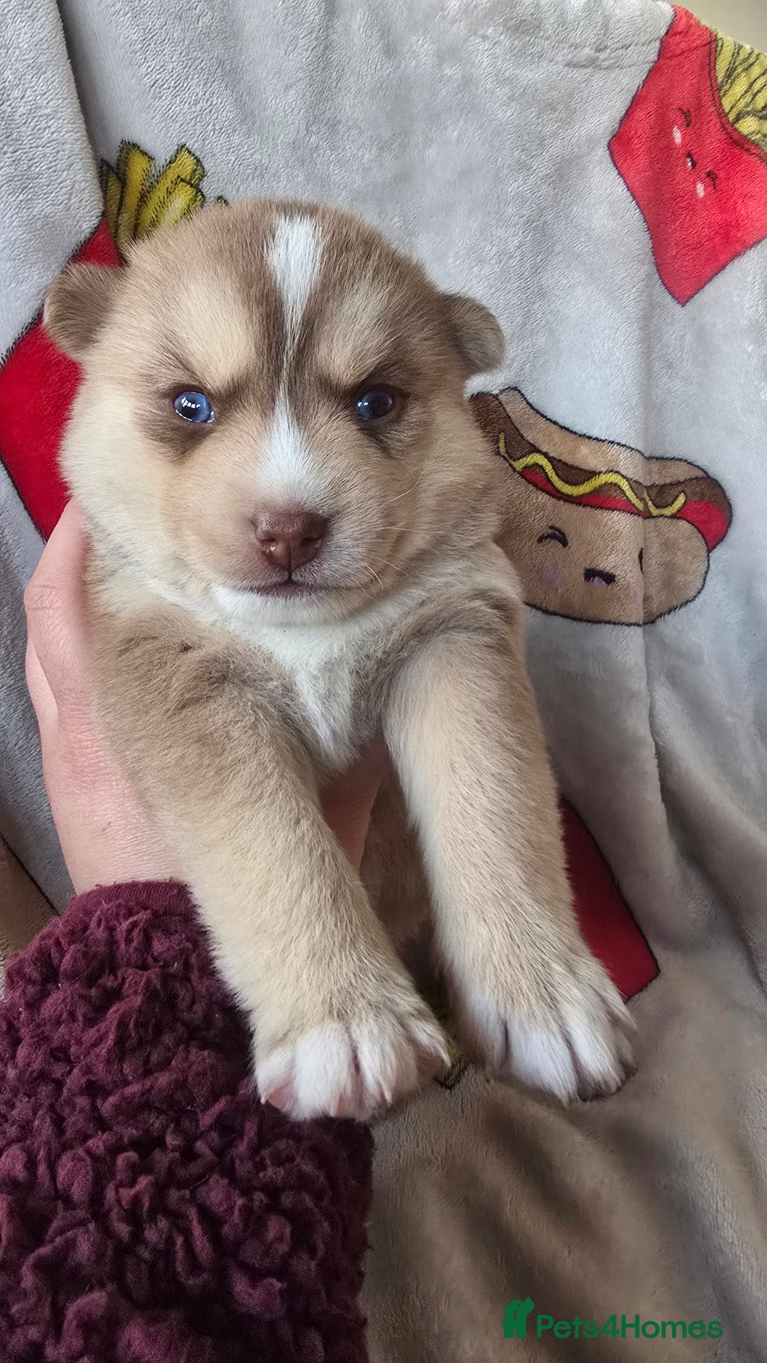 Pomsky dogs for sale: Pomsky Puppies for Sale - Advert 39