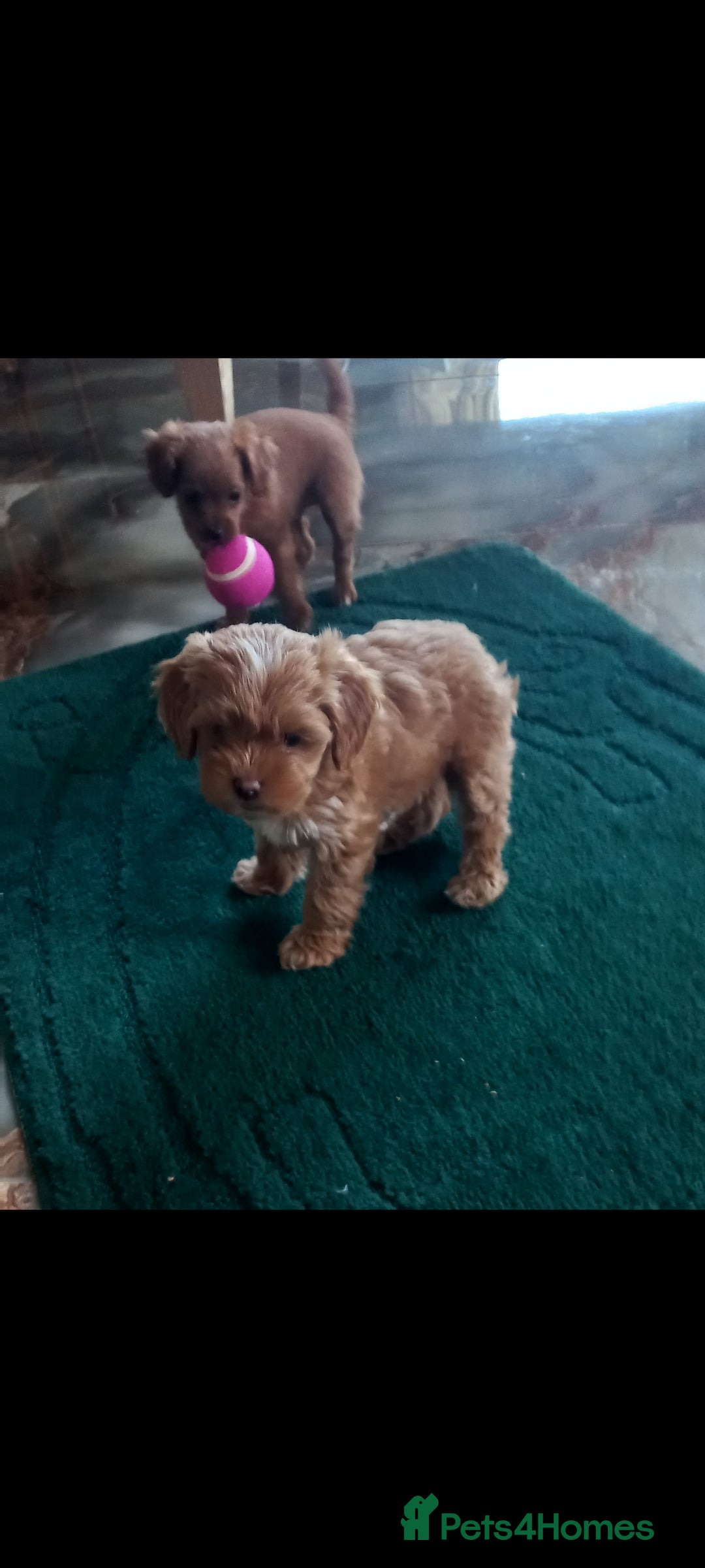 Maltipoo dogs for sale: Maltipoo puppies  - Advert 9