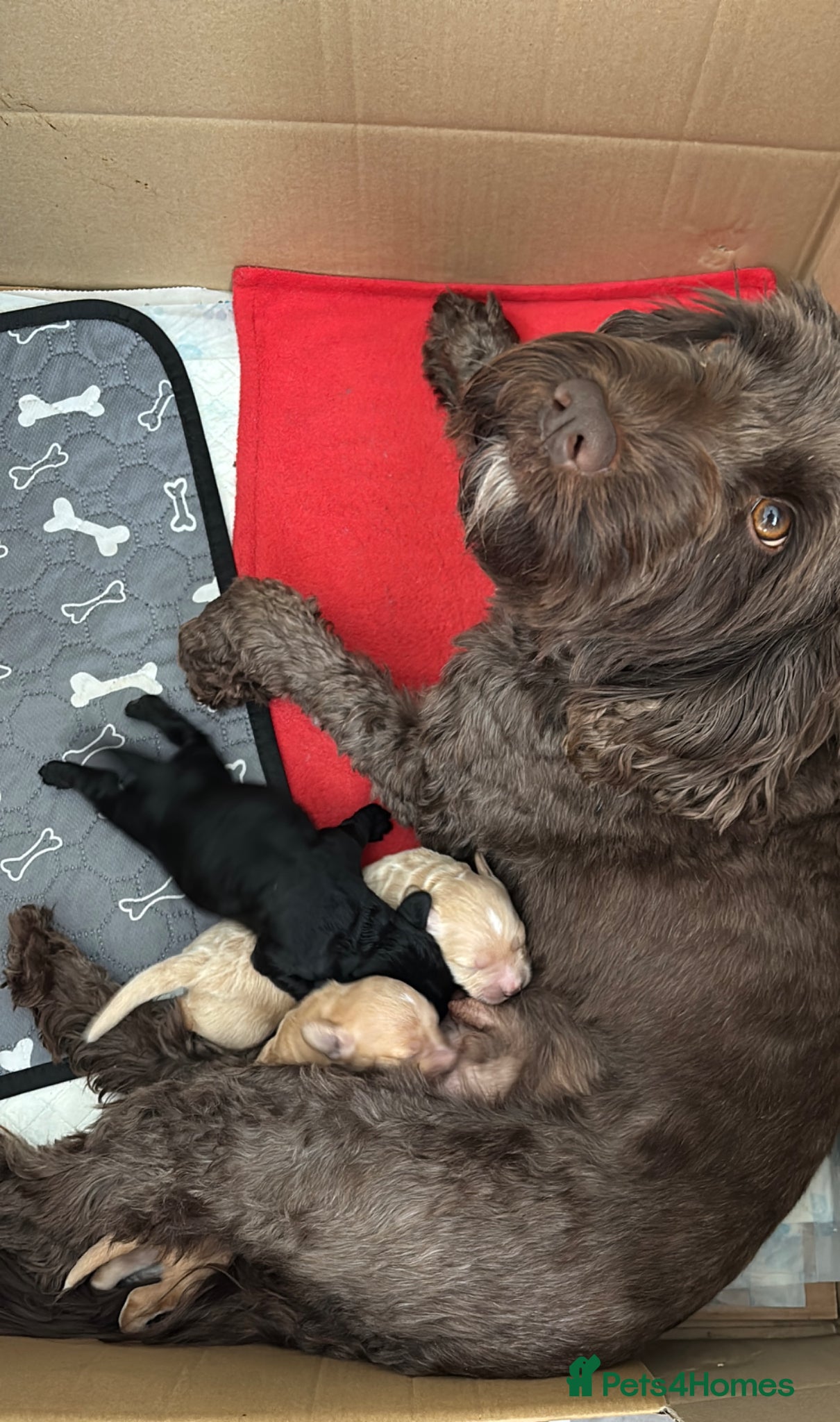 Cockapoo dogs for sale: Cockerpoo F1b puppies  in Hailsham - Advert 2