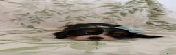 Cavalier King Charles Spaniel dogs for sale: Stunning litter cavalier King Charles  - Advert 3