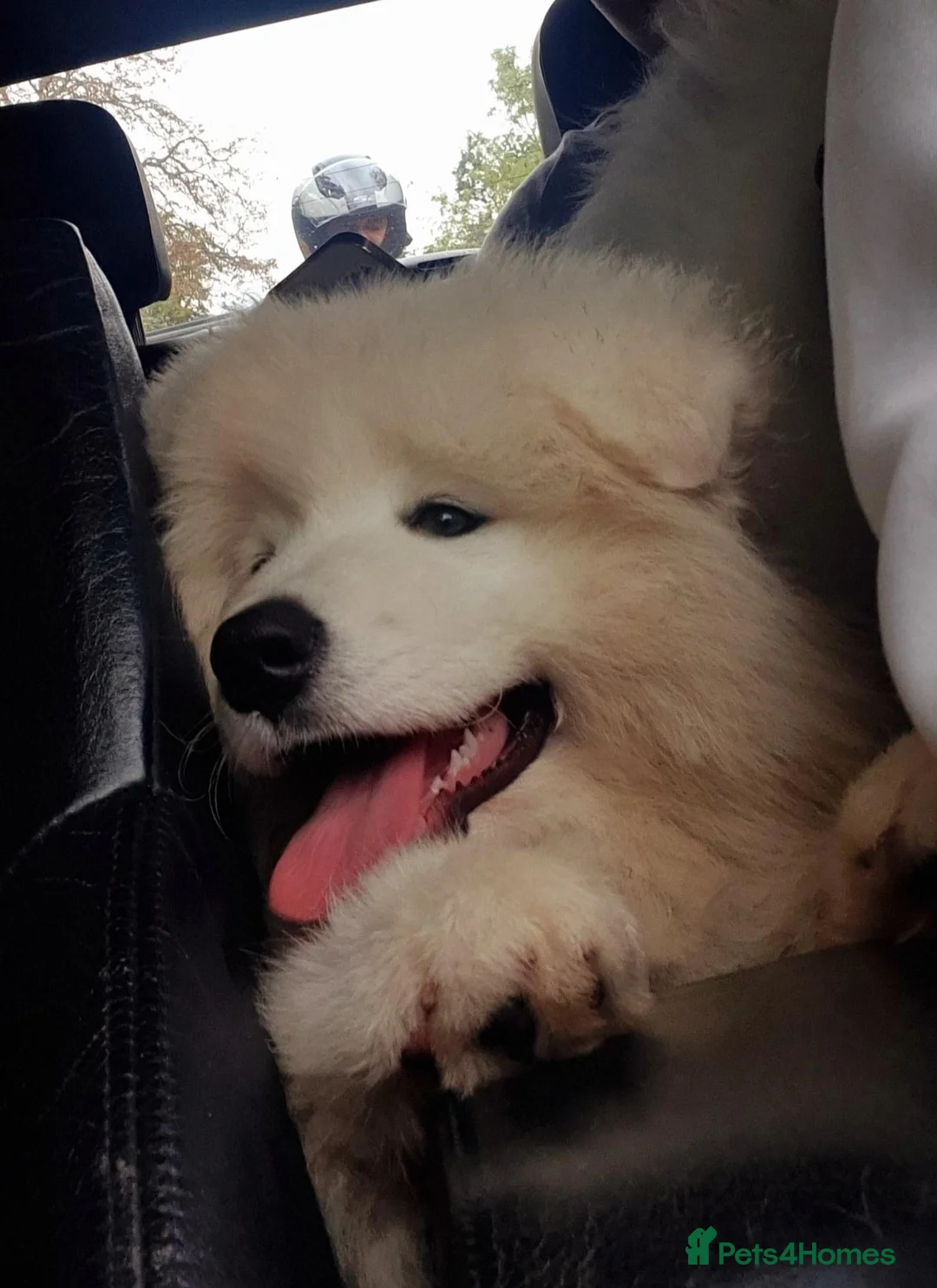 Samoyed dogs for sale: Samoyed  in London - Advert 10