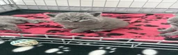 British Shorthair cats for sale: Chunky GCCF registered British shorthair kittens  in Leeds - Advert 3