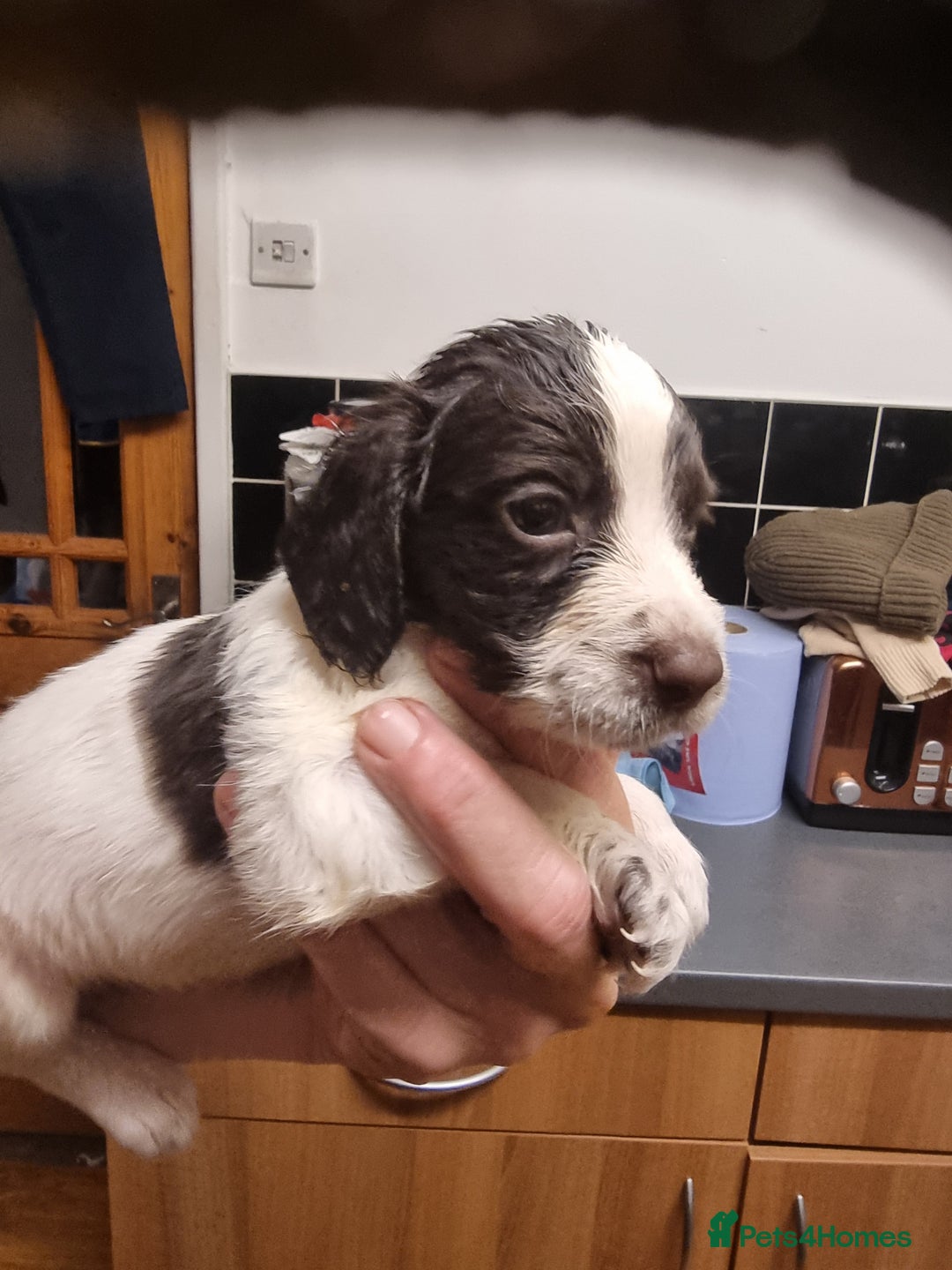 Sprocker dogs for sale: Sprocker pups - Advert 6