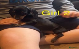 Dachshund dogs for sale: Dachshund puppies AVAILABLE NOW  - Image 9