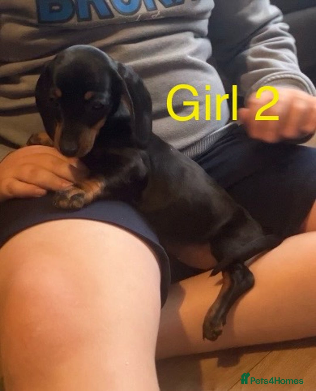 Dachshund dogs for sale: Dachshund puppies AVAILABLE NOW  - Image 9