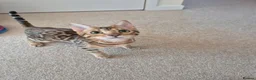 Bengal cats for sale: Stunning Pedigree Bengal Kittens - Advert 18