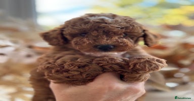 Toy Poodle dogs - Advert 16