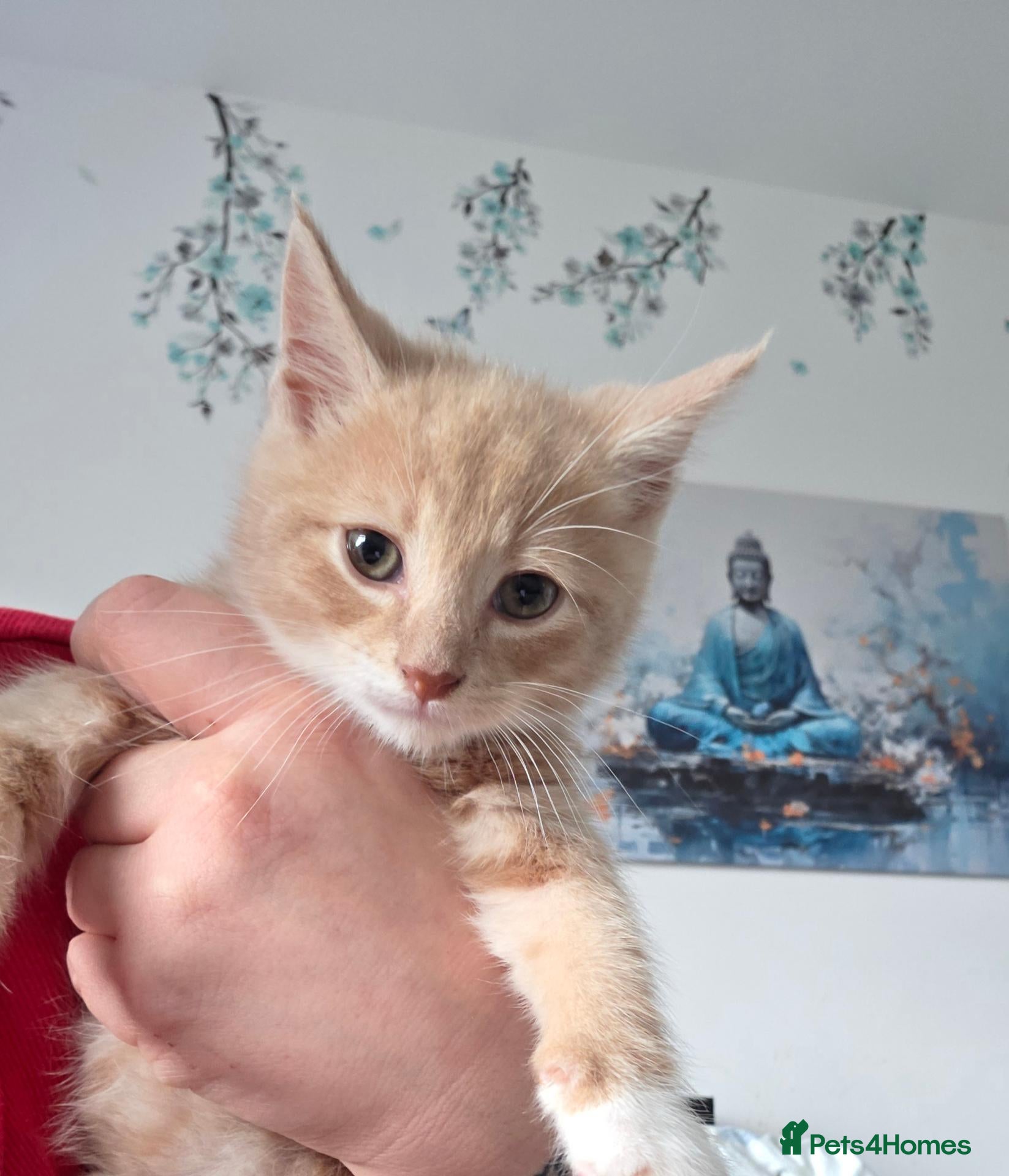 Mixed Breed cats 1 Gorgeous fluffy loving kitten Ready to go home - Advert 6