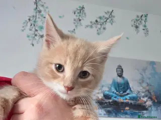 Mixed Breed cats 1 Gorgeous fluffy loving kitten Ready to go home - Advert 6