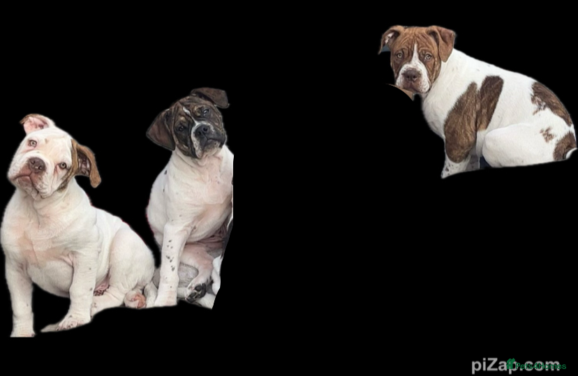 Alapaha Blue Blood Bulldog dogs 4 left absolute quality - Advert 3