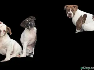 Alapaha Blue Blood Bulldog dogs 4 left absolute quality - Advert 3