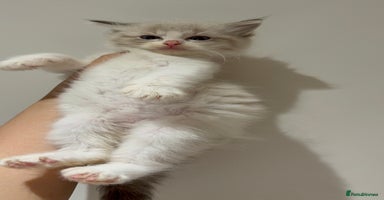 Ragdoll cats - Advert 14