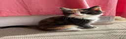 Mixed Breed cats for sale: 4x Kittens Ready For New Home - Advert 5