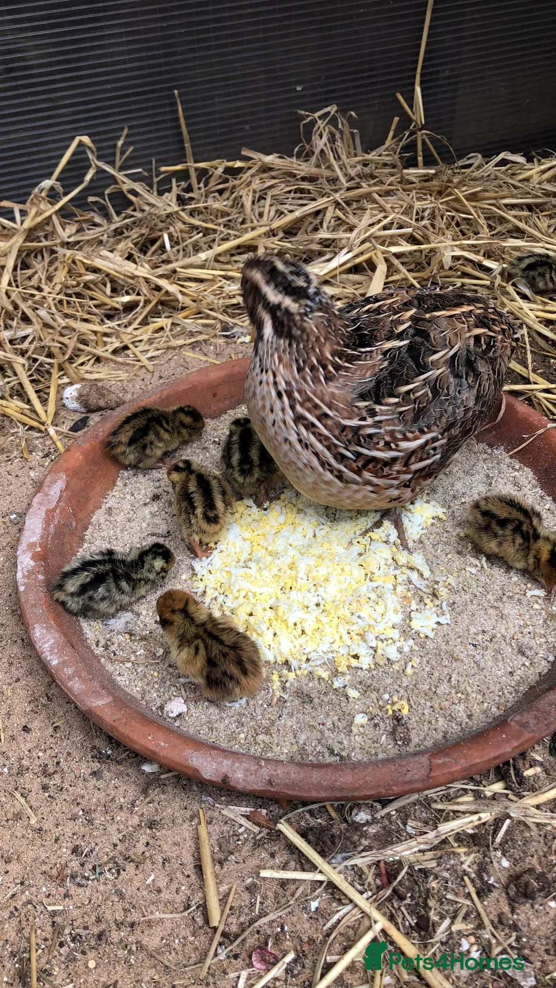 Quail poultry for sale: Quail in Norwich - Advert 2