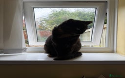 Domestic Shorthair cats for sale: Domestic Longhair Male and Tortoise Shell Female  - Image 3